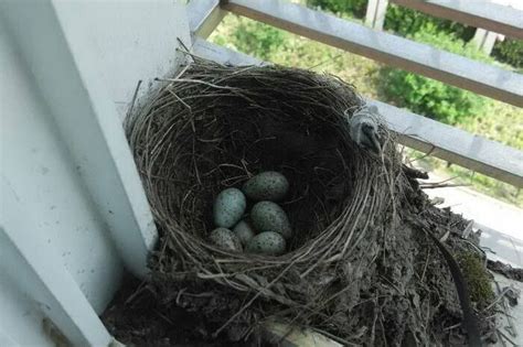 鳥兒在家築巢|【家有鳥巢】家有鳥巢，居家風水亨通！揭開野鳥築巢。